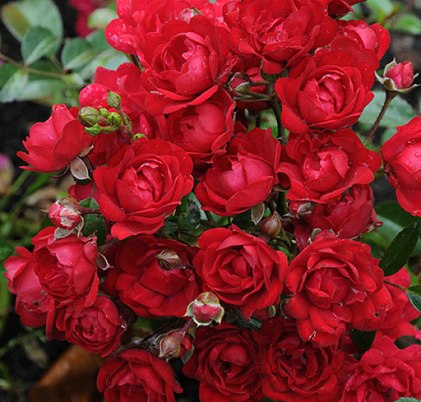 Фейри Кинг (Fairy King)